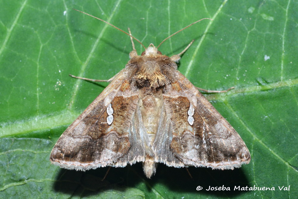 Eteroceri del mese di aprile, dal confino